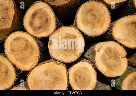 Stapel frisch gesägt dicken Pappel Rundholz. Stockfoto