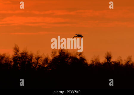 Ibis Vogel bei Sonnenuntergang fliegen Stockfoto