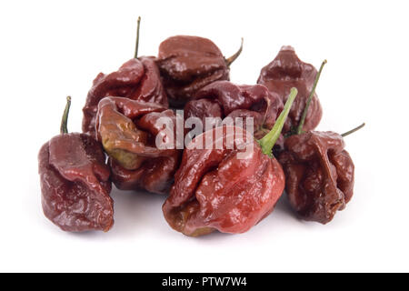 Trinidad moruga scorpion Schokolade extrem Peperoni Vielfalt Stockfoto