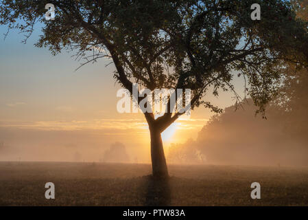 Single Apfelbaum auf einer Wiese voller gefallenen Äpfel, durch Nebel, bei Sonnenaufgang, in der Nähe von einem Wald, an einem sonnigen Tag des Herbstes, in Deutschland. Stockfoto