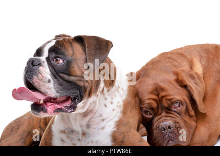 Studio geschossen von einem entzückenden Boxer und die Bordeauxdogge - auf weißem Hintergrund. Stockfoto