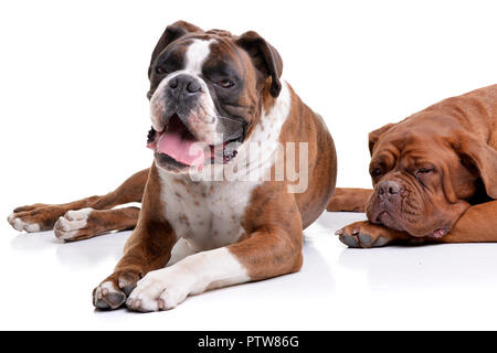 Studio geschossen von einem entzückenden Boxer und die Bordeauxdogge liegen auf weißem Hintergrund. Stockfoto