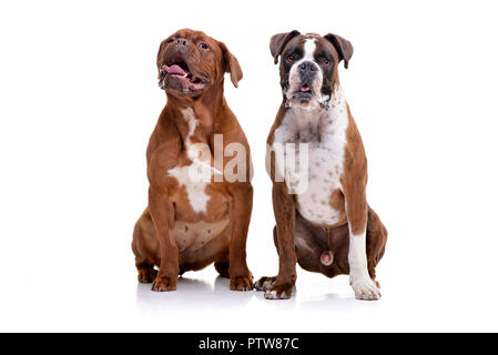 Studio geschossen von einem entzückenden Dogue de Bordeaux und der Boxer sitzt auf weißen Hintergrund. Stockfoto