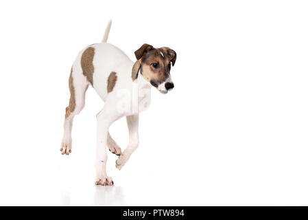 Studio geschossen von einem entzückenden ungarischen Agar (Magyar Agár) auf weißen Hintergrund. Stockfoto