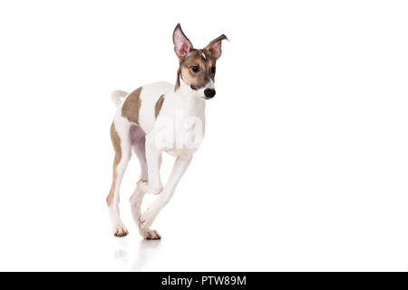 Studio geschossen von einem entzückenden ungarischen Agar (Magyar Agár) auf weißen Hintergrund. Stockfoto