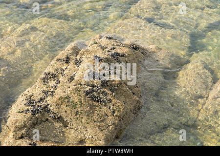 Wild Muscheln auf Felsen und Meer Wasser. Ansicht von oben Stockfoto