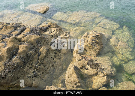 Wild Muscheln auf Felsen und Meer Wasser. Ansicht von oben Stockfoto