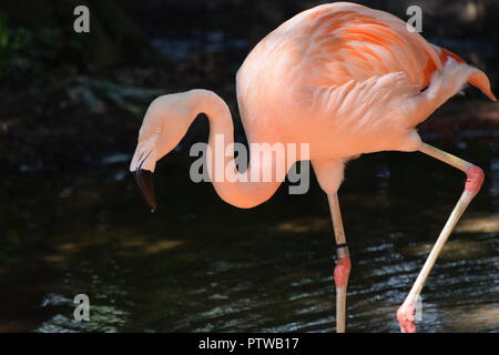 Flamingo/Flamingos Stockfoto