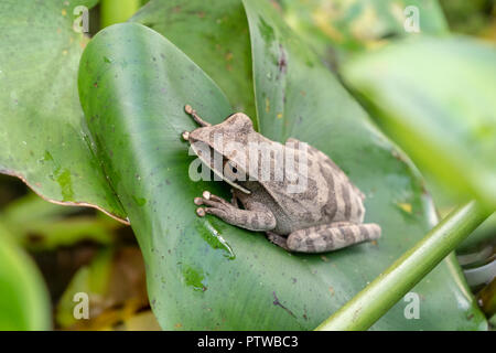 Pacaya Samiria Reservat, Peru, Südamerika. Gemeinsame Lachen Frosch sitzt auf einem schwimmenden Wasserhyazinthe Anlage auf dem Ucayali River. Stockfoto