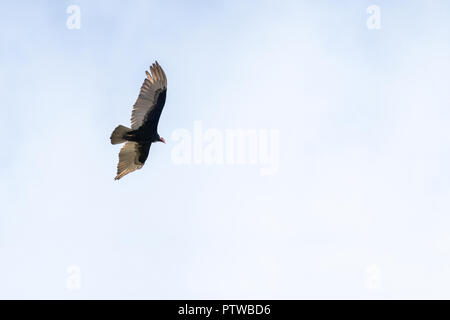 Pacaya Samiria Reservat, Peru, Südamerika. Truthahngeier fliegen. Stockfoto