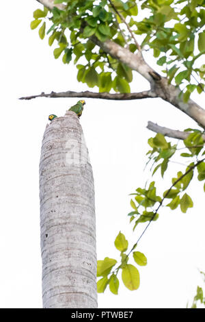 Pacaya Samiria Reservat, Peru, Südamerika. Zwei Red-bellied Aras brüten in einem toten Palme. Stockfoto