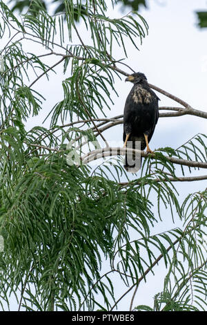 Pacaya Samiria Reservat, Peru, Südamerika. Große Schwarze Falke thront in einem Baum im Regenwald Stockfoto