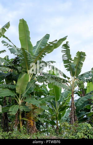 Pacaya Samiria Reservat, Peru, Südamerika. Banane (Musa paradisiaca), Pflanze aus der Familie der Bananen eng mit dem Gemeinsamen Banane ähnliche Stockfoto