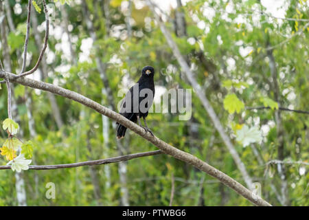 Pacaya Samiria Reservat, Peru, Südamerika. Nach großen Black Hawk in einem Baum. Stockfoto