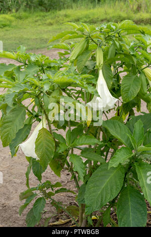 Puerto Miguel, Peru, Südamerika. Angel's trumpet oder Baum Stechapfel (Brugmansia arborea), ein beständiger Bush, die bis zu 16 Meter hoch wächst Stockfoto