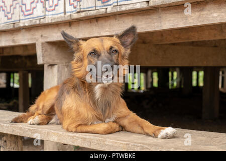 Puerto Miguel Peru, Südamerika. Mutt ruht auf einer Bank neben einem Haus auf Stelzen in der Hitze des Tages. Stockfoto