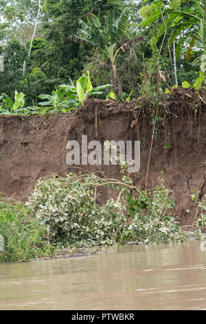 Pacaya Samiria Reservat, Peru, Südamerika. Erosion entlang den Ufern des Maranon Fluß auftritt; ein kleiner Baum nur in den Fluss gefallen war. Stockfoto