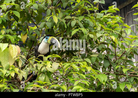 Puerto Miguel, Peru, Südamerika. Yellow-Ridged Toucan thront in einem Baum. Stockfoto