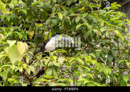 Puerto Miguel, Peru, Südamerika. Yellow-Ridged Toucan thront in einem Baum. Stockfoto