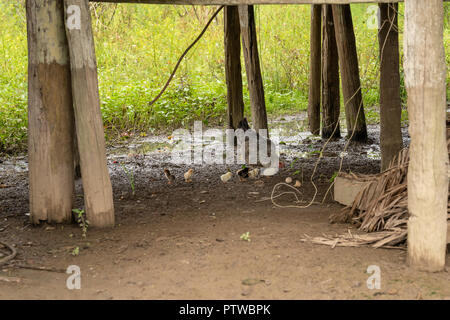 Puerto Miguel, Peru, Südamerika. Gesperrt Plymouth Rock Henne und ihre Küken füttern unter einem angehobenen Gebäude in Puerto Miguel, ein Fischerdorf. Stockfoto