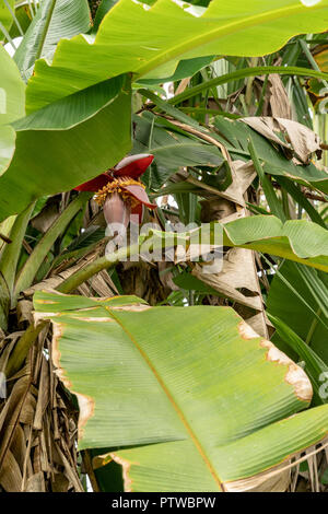 Puerto Miguel, Peru, Südamerika. Blühende wegerich Baum im Fischerdorf Puerto Miguel. Stockfoto