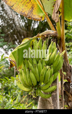 Puerto Miguel, Peru, Südamerika. Wegerich Baum mit Kochbananen bereit zu ernten, im Fischerdorf Puerto Miguel. Stockfoto