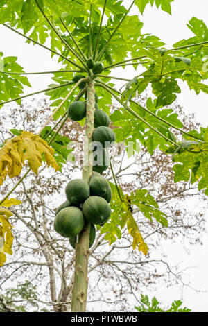 Puerto Miguel, Peru, Südamerika. Kokospalmen in einem Fischerdorf Puerto Miguel. Stockfoto
