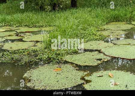 Puerto Miguel, Peru, Südamerika. Riesige Lilypads (Victoria amazonien). Stockfoto
