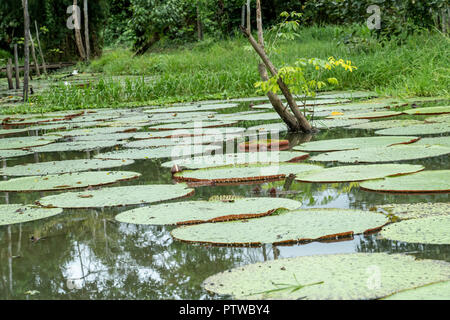 Puerto Miguel, Peru, Südamerika. Riesige Lilypads (Victoria amazonien). Stockfoto