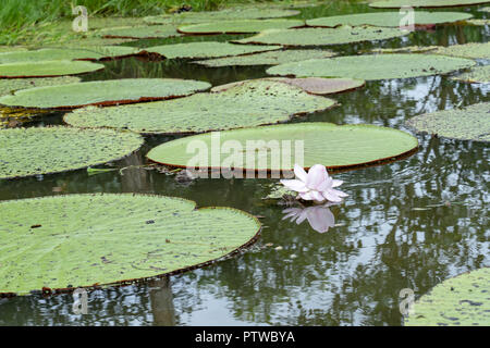 Puerto Miguel, Peru, Südamerika. Riesige Lilypads (Victoria amazonien). Stockfoto