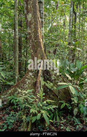 Amazon Nationalpark, Peru, Südamerika. Ficus Baum mit Wurzeln im Regenwald zu untermauern. Stockfoto