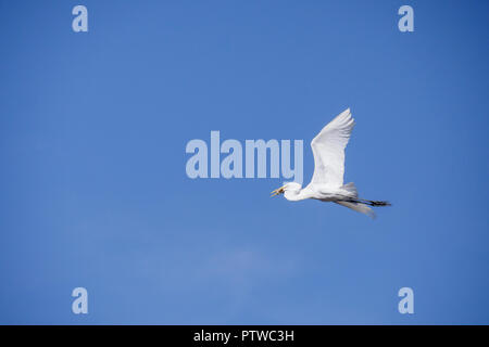 Amazon Nationalpark, Peru, Südamerika. Silberreiher mit einem Fisch im Schnabel, im Regenwald fliegen. Stockfoto