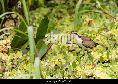 Amazon Nationalpark, Peru, Südamerika. Juvenile Gelbstirn-blatthühnchen Jacana laufen auf dem Wasser Salat auf den Maranon Fluß. Stockfoto