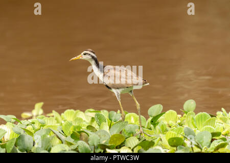 Amazon Nationalpark, Peru, Südamerika. Juvenile Gelbstirn-blatthühnchen Jacana laufen auf dem Wasser Salat auf den Maranon Fluß. Stockfoto