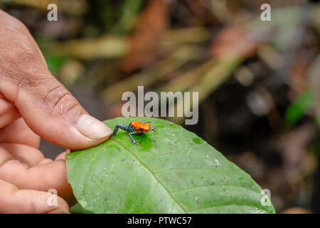 Mann hält eine Erdbeere Poison-dart Frog auf ein Blatt. Auch bekannt als Erdbeere Pfeilgiftfrosch (Oophaga pumilio). Stockfoto