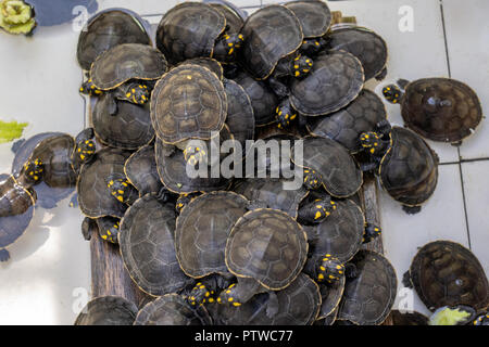 Iquitos, Peru, Südamerika. Gelb - gefleckte Fluss Schildkröten oder gelb gefleckte Amazonas Schildkröten an den Rettungs- und Rehabilitationszentrum angehoben Stockfoto