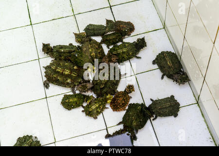 Iquitos, Peru, Südamerika. Matamata Schildkröten an den Rettungs- und Rehabilitationszentrum für Fluss Säugetiere angehoben.