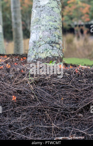 Die Wurzeln wachsen in den Boden unter einen Baum, einen Querschnitt des Bodens. Stockfoto