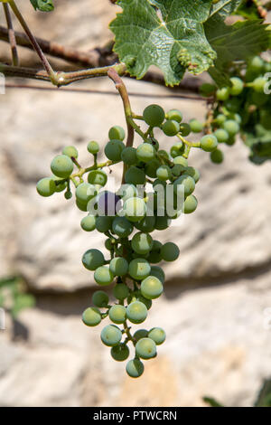 Weinreben in einem Weinberg mit Sandstein für den Hintergrund. Grüne Weintrauben hautnah. Der detaillierte Blick auf Weinberg mit Büscheln unreife Rotwein grap Stockfoto