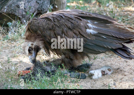 Schwarze Geier oder Cinereous Geier - Aegypius monachus wird auf ein Tier. Stockfoto