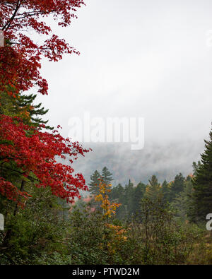 Eine helle rote Ahorn akzentuierung von einem nebligen regnerischen Herbst Tag in den Adirondack Mountains, NY USA Wüste. Stockfoto