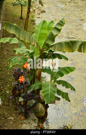 Schöne Anlage am Ufer des Mystic River auf der Camin Encantau Route Im Rat von Llanes. Natur, Reisen, Landschaften, Wälder, Fantasie. Ju Stockfoto