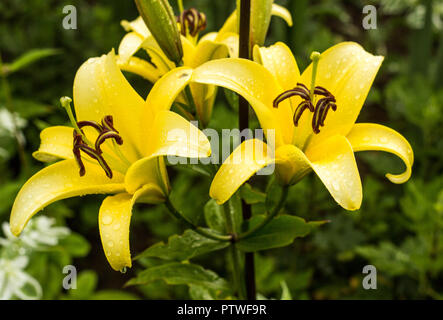 Gelbe Lilien nach dem Regen, Wassertropfen auf die Blütenblätter, Nahaufnahme, Blumen Lilie Stockfoto
