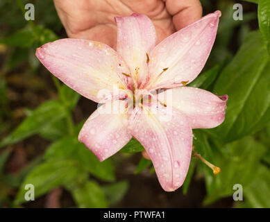 Sanft rosa Lilie mit Tropfen von Wasser nach einem Regen, Nahaufnahme, rosa Lilie Stockfoto