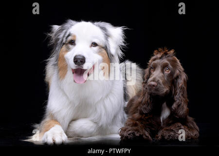 Studio geschossen von einem entzückenden Englischen Cocker Spaniel und einen Australian Shepherd liegen auf schwarzen Hintergrund. Stockfoto