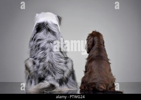 Die Rückseite eines entzückenden Englischen Cocker Spaniel und einen Australian Shepherd - auf grauem Hintergrund. Stockfoto