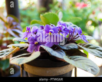 Afrikanische Veilchen (Saintpaulien), Nahaufnahme von diesem wunderschön Violett Blume. Stockfoto