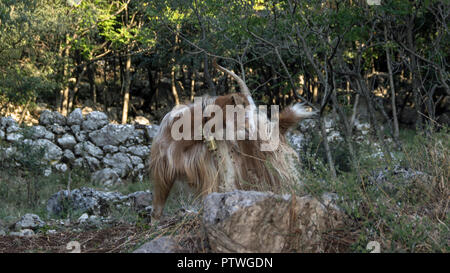 Montenegro - Ziegenbock mit einer Glocke, stehend auf einem felsigen Glade Stockfoto