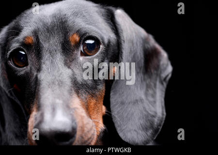Portrait einer niedlichen Dackel - auf schwarzem Hintergrund isoliert. Stockfoto