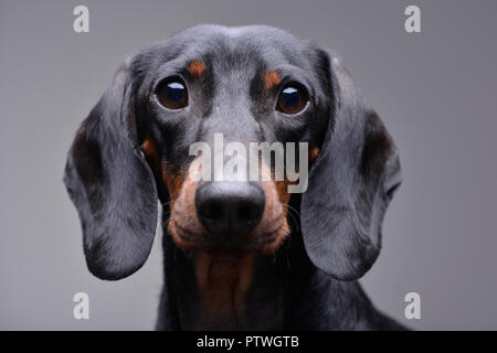 Portrait einer niedlichen Dackel - auf grauem Hintergrund. Stockfoto